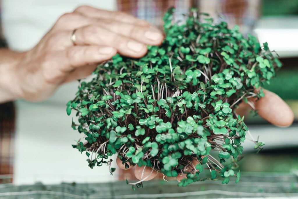 Microgreens, such as cress are fast growing, and can be satisfying for those who are new to gardening.