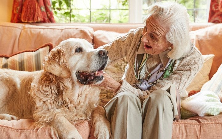 Elderly dog hot sale care