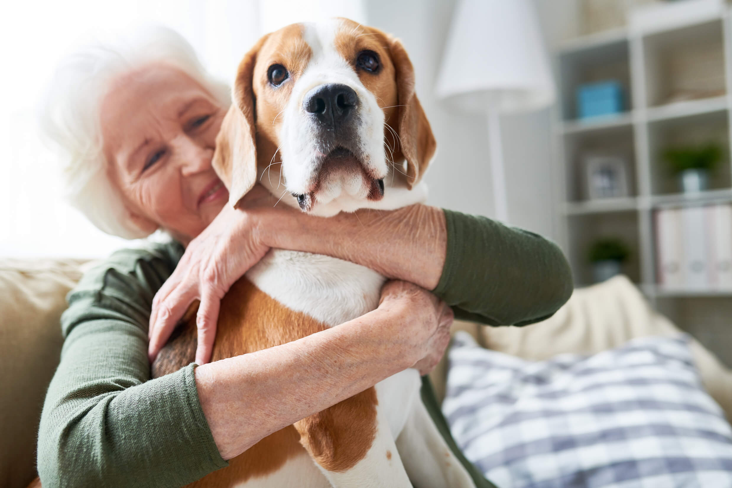 Elderly woman sat on a sofa hugging a young Beagle dog